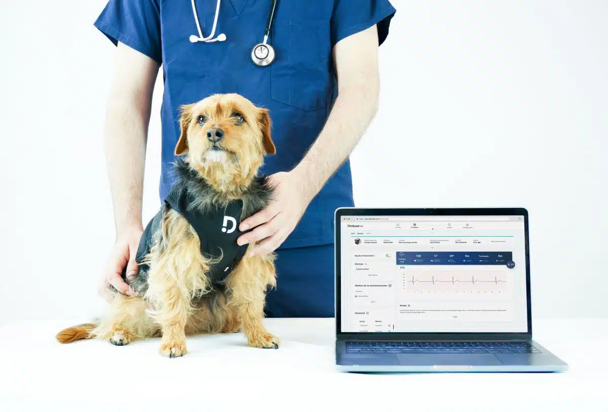 Veterinario Y Tomando Datos Vitales A Un Perro