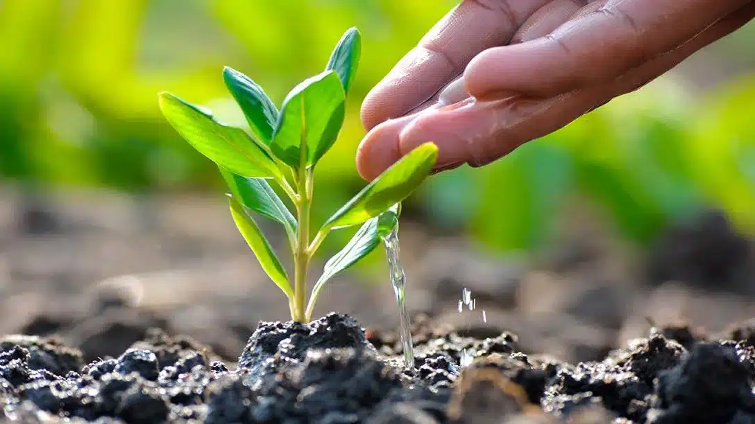 Persona Reforestando Un Árbol Dándole Agua