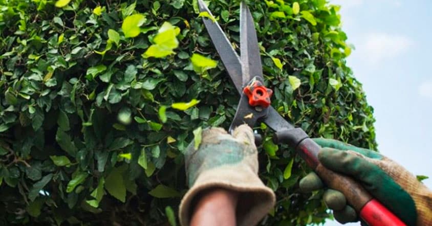 Poda responsable: equilibrio entre el medio ambiente y los servicios básicos